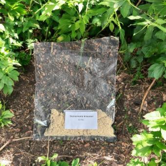 SK Nematoden "cool" gegen Dickmaulrüssler  50Mio. für 100 m² 