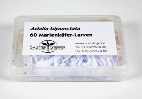 60 Marienkäfer Adalia bipunctata Larven 