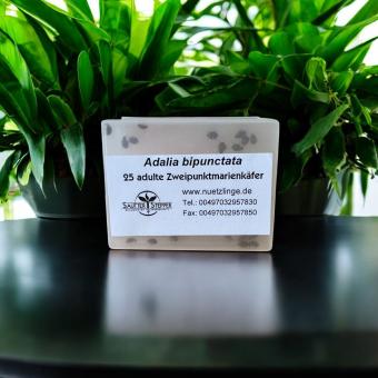 25 Marienkäfer Adalia bipunctata Adult 