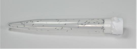 Ameisenwespchen Cephalonomia tarsalis 40 Stck. 