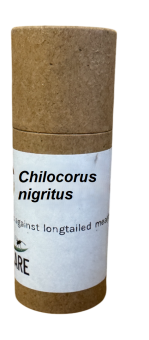 Chilocorus nigritus Adulte 25 Stck. 