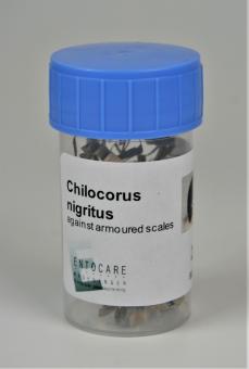 Chilocorus nigritus Adulte 25 Stck. 