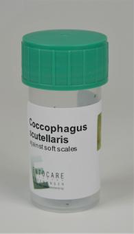Coccophagus spp 25 Stück. 