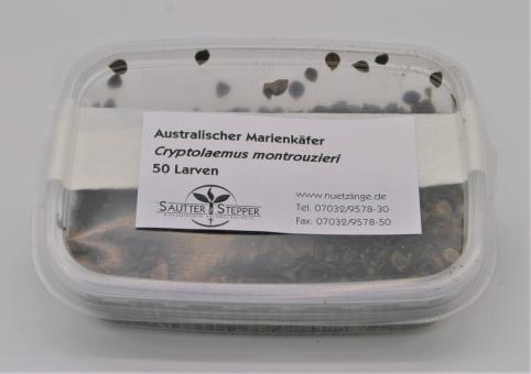 Austral. Marienkäfer-Larven 50 St. (Cryptolaemus) 