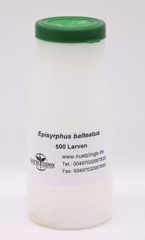 Schwebfliege Episyrphus balteatus, 500 Larven 