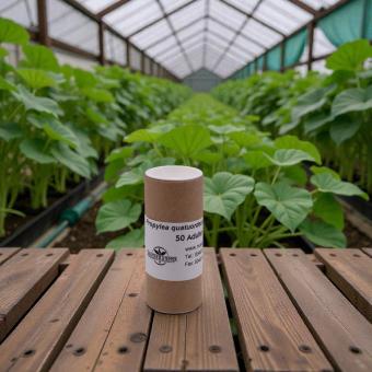 Schachbrett-Marienkäfer 100 Stück (Propylea) 