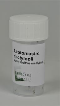 Leptomastix dactylopii 25 Stück 
