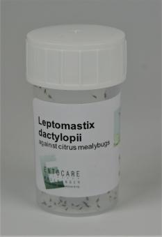 Leptomastix dactylopii 100 Stück 