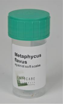 Metaphycus flavus 25 Stück 