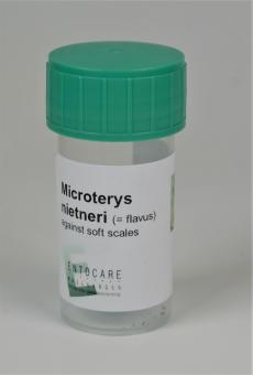 Microterys flavus 100 Stück 