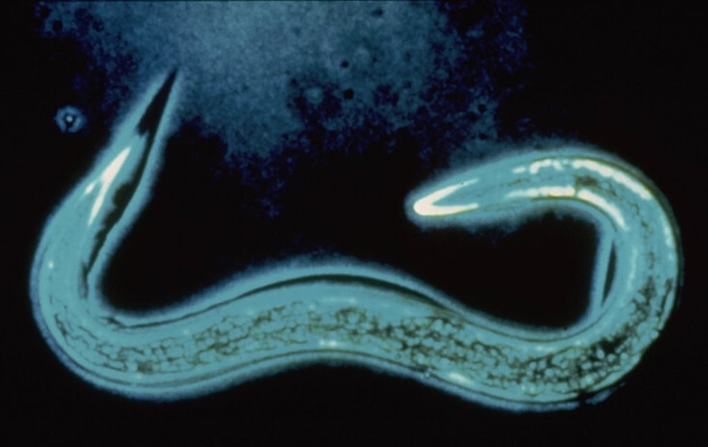 HB Nematoden geg. Rüsselkäfer u.a. 50 Mio für 100 m² 