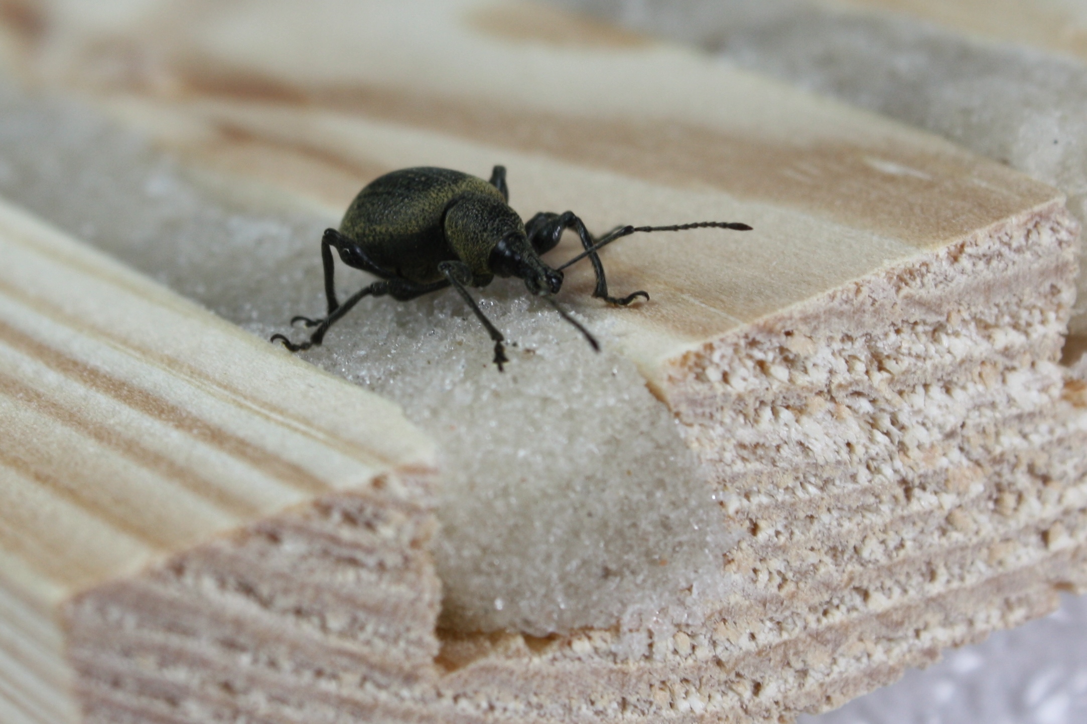 Käferfalle für Dickmaulrüssler - Nematop Käferstopp 