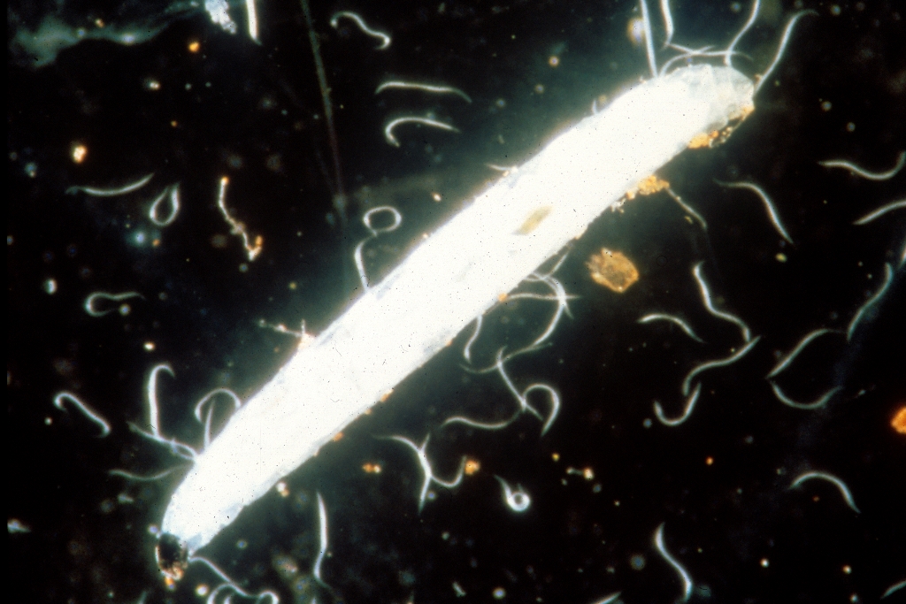 SF Nematoden gegen Trauermücken 6 Mio. für 12 m² 