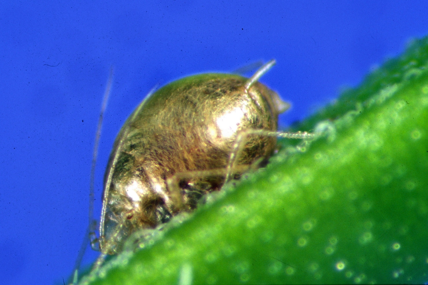 Aphidius colemani 500 Stck. 