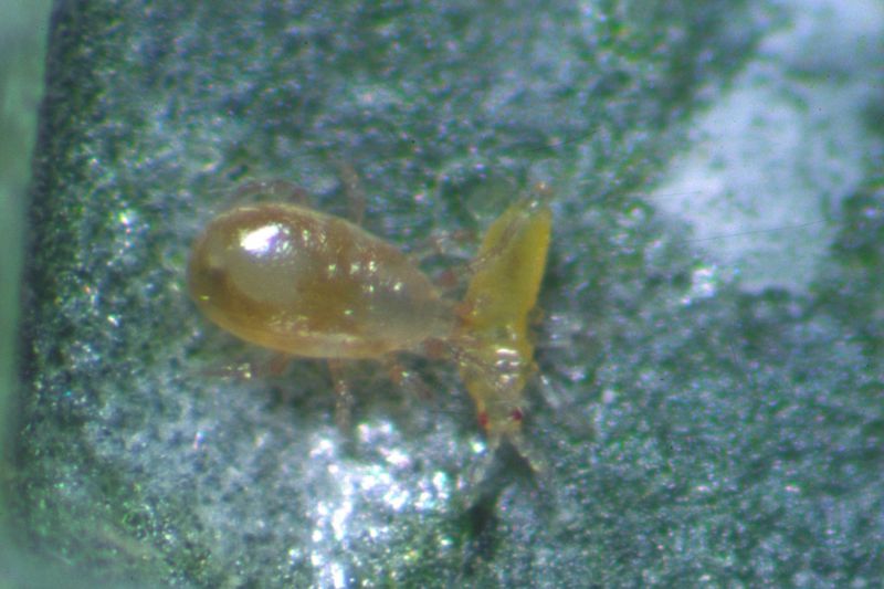 N. cucumeris Tütchen gegen Thrips 15 St. 