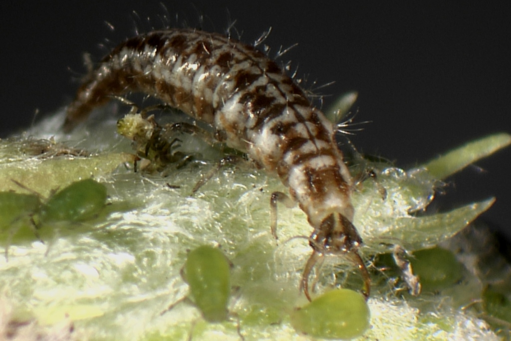 Florfliegen-Larven auf BW 1.000Stck. + 15 BioBoxen 