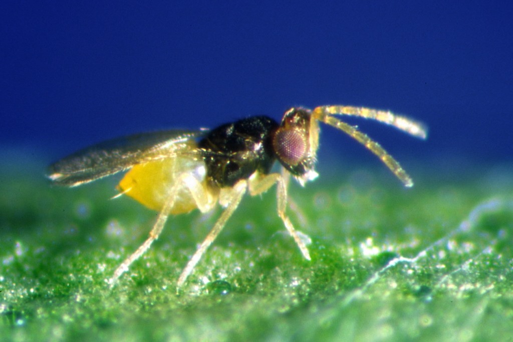 Nützlinge | Schlupfwespen gegen Weiße Fliege 200 Stück | kaufen im Online-Shop - biologische ...
