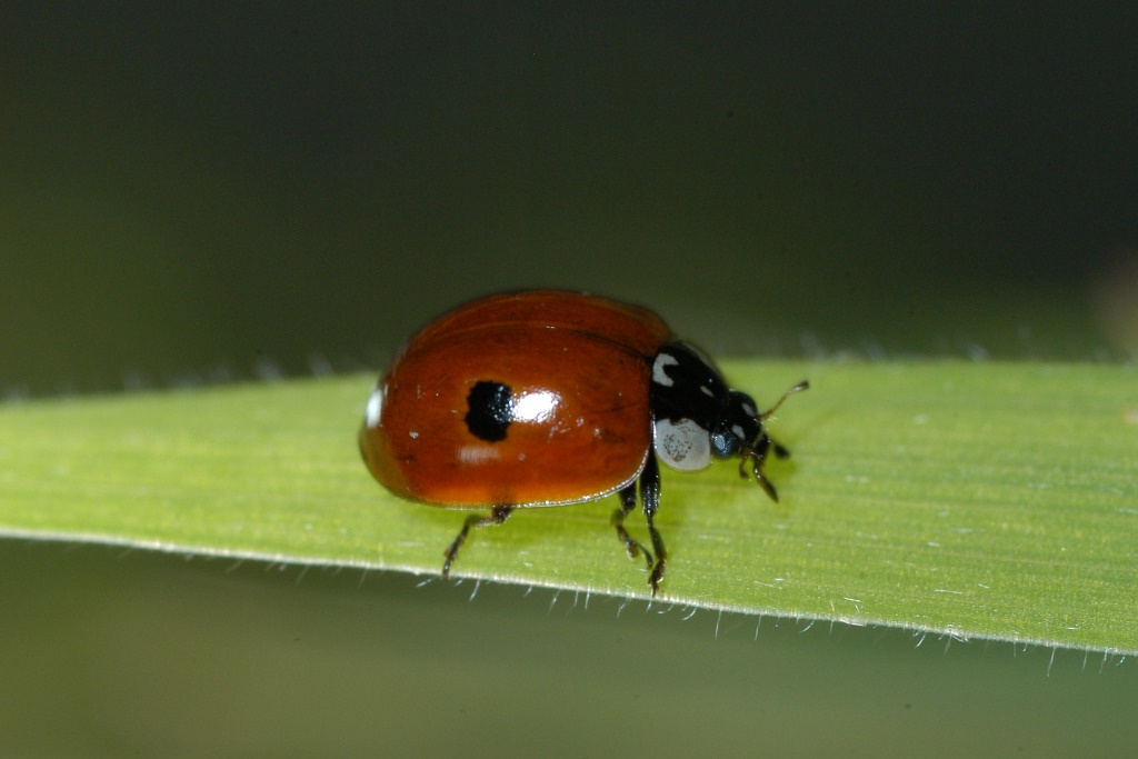 200 Marienkäfer Adalia bipunctata Larven 