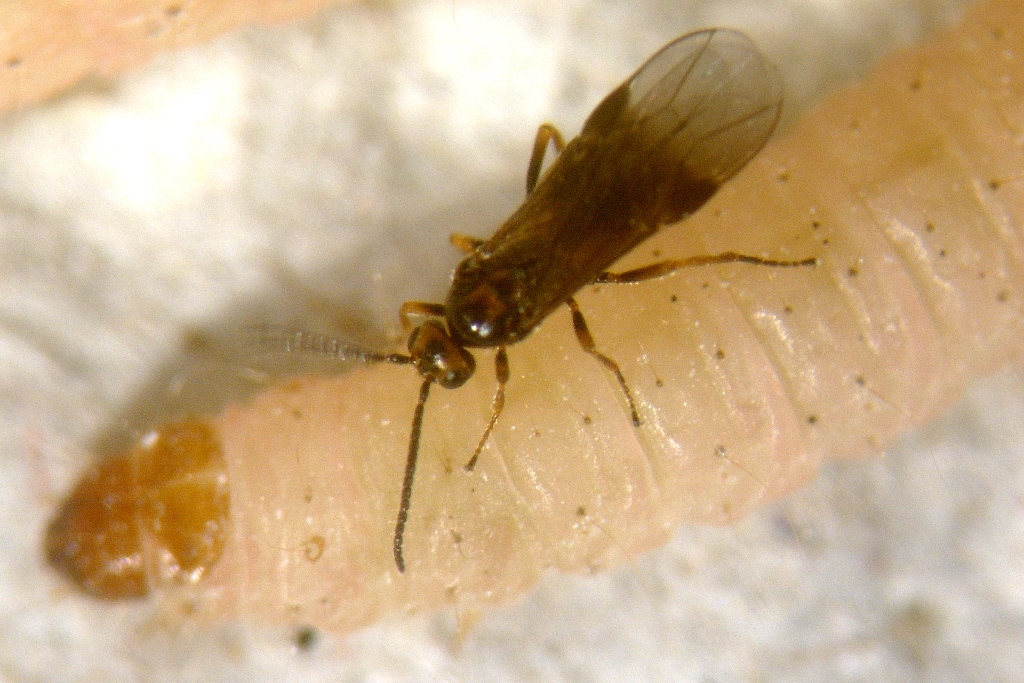 Mehlmottenschlupfwespe Habrobracon hebetor 150 Stück 