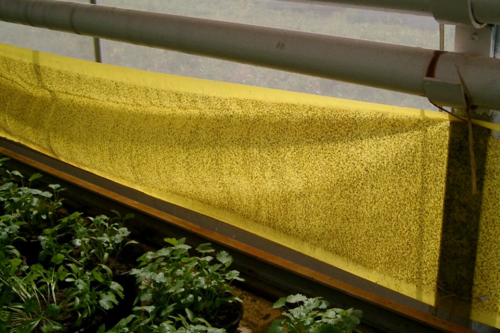 Rollfolie gelb 30 cm x 100 m 