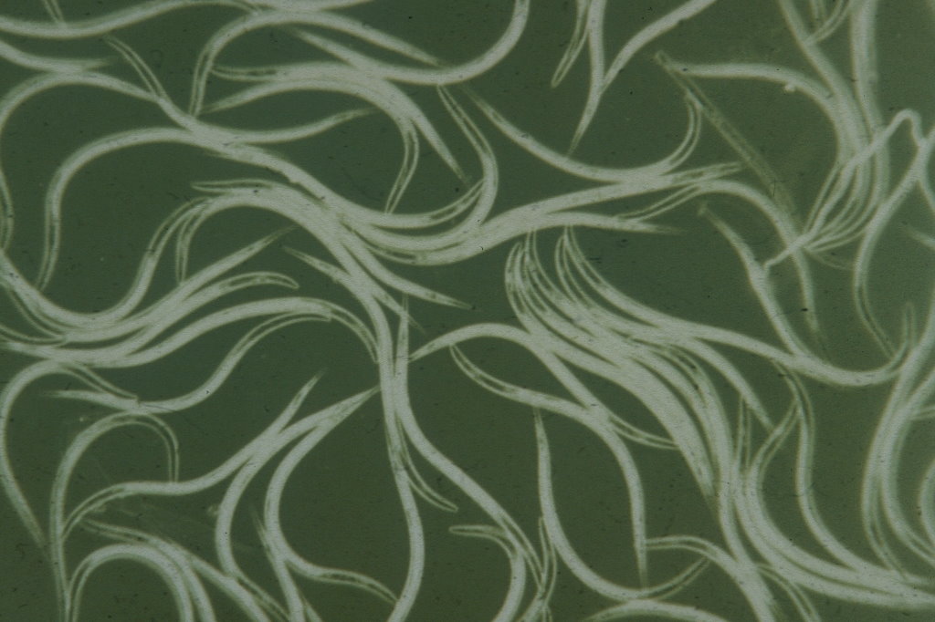 PC Nemaslug-Nematoden gegen Schnecken 30 Mio. für 100m² 