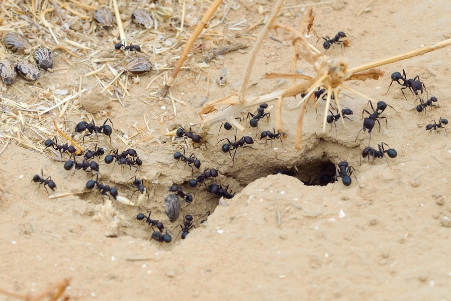Steinernema Ameisenfrei 16 Mio. 