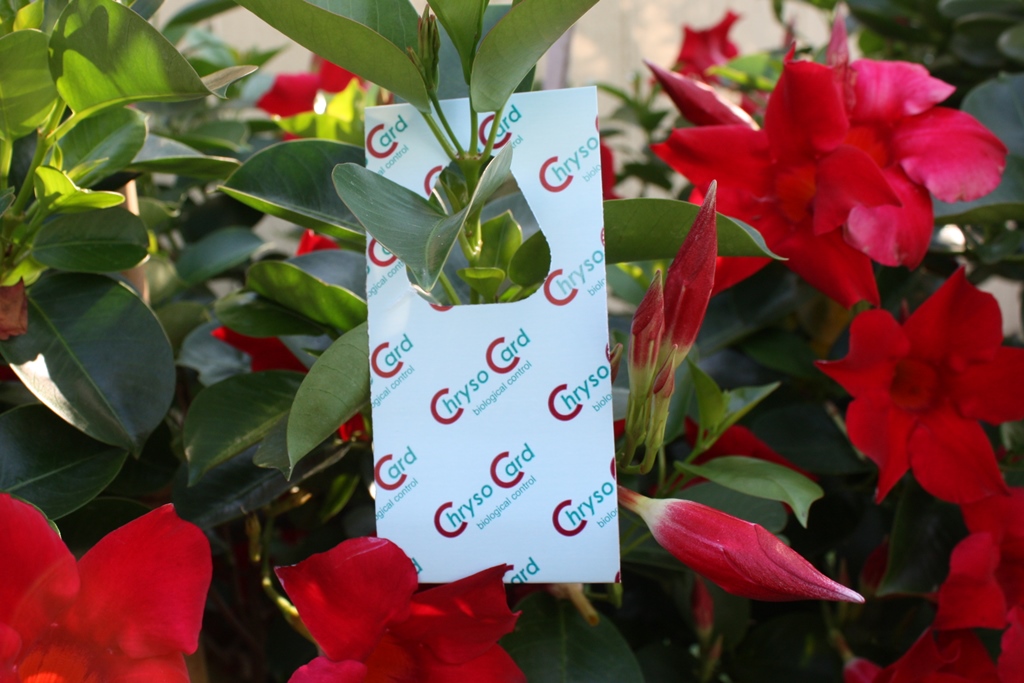 ChrysoCard  8 Karten 