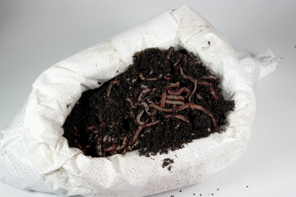 Kompostwürmer 1 kg #SEPARATE LIEFERUNG!# 