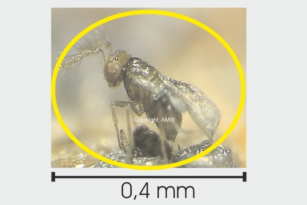 Trichogramma evan. g.Speisemotten 3 Lief.je 4 Kärtchen 