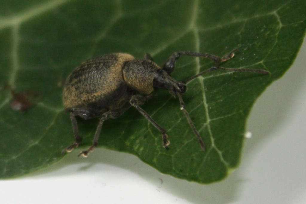 HB Nematoden geg. Rüsselkäfer u.a. 50 Mio für 100 m² 