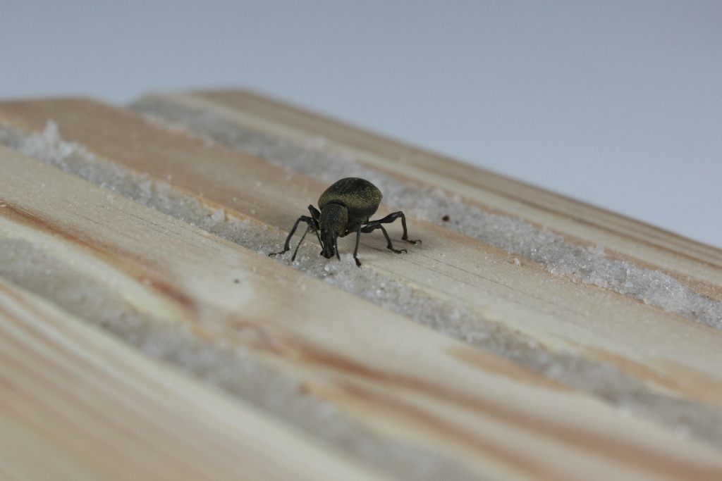 Käferfalle für Dickmaulrüssler - Nematop Käferstopp 