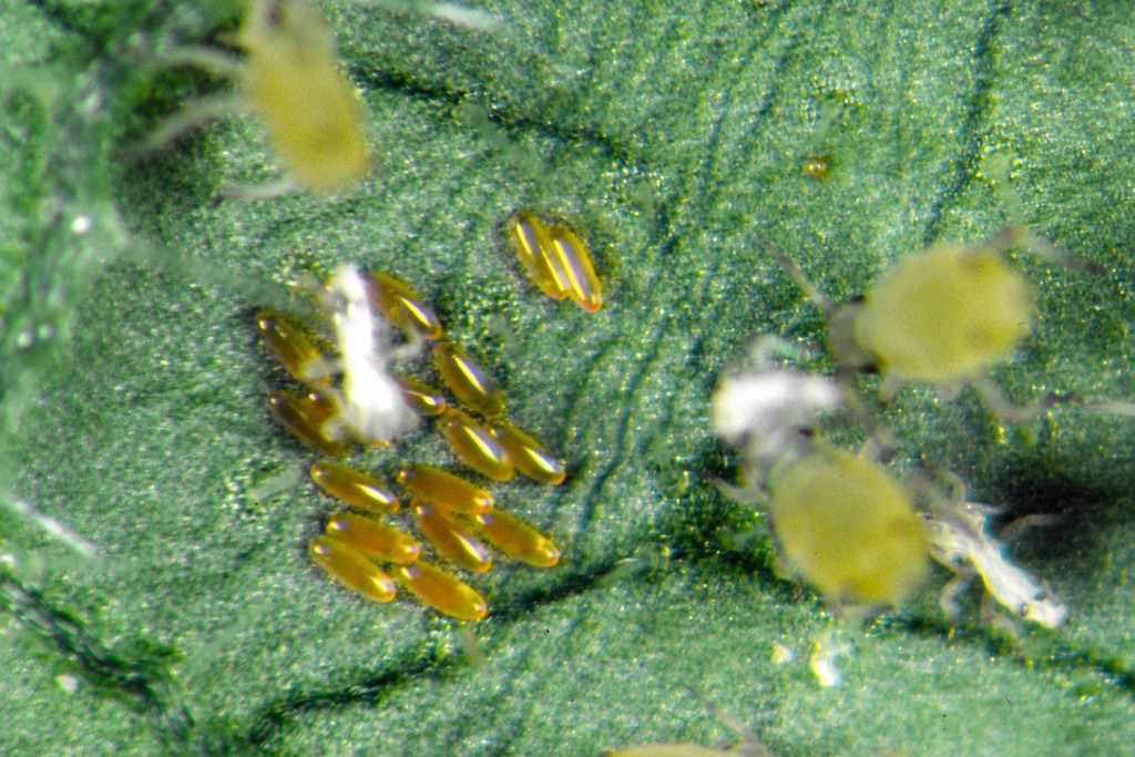 Gallmücken (Aphidoletes) 200 Stück 