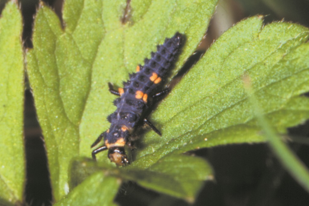 200 Marienkäfer Adalia bipunctata Larven 