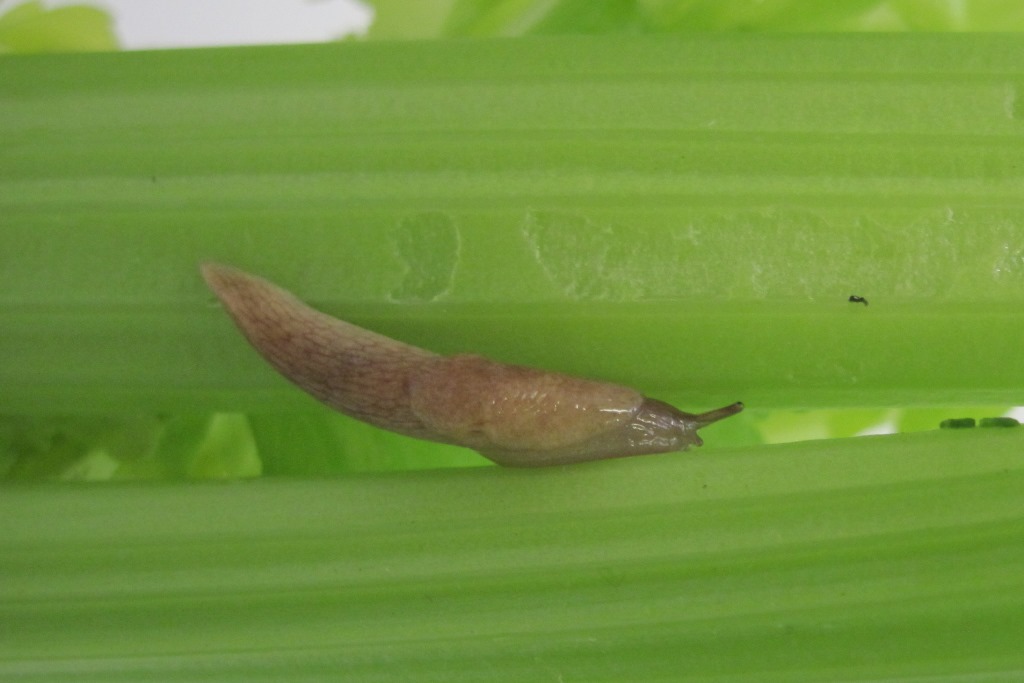 Nemaslug-Nematoden gegen Schnecken 6  Mio. für 20 m² 