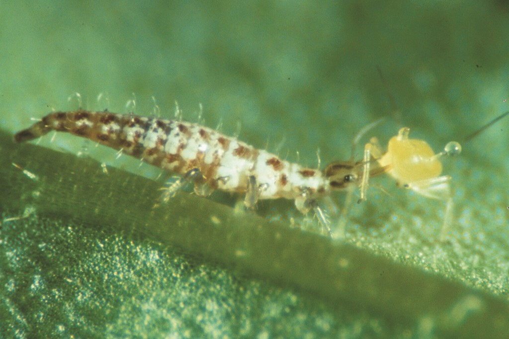 ChrysoCard  8 Karten 