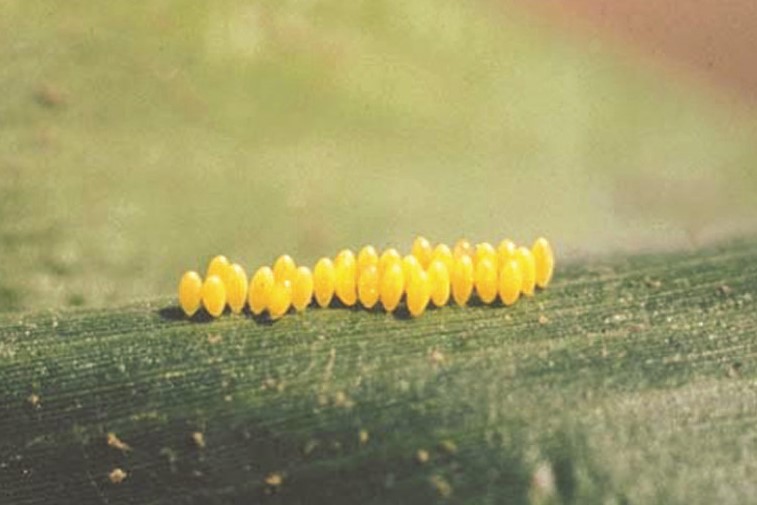 30 Marienkäfer Adalia bipunctata Larven 