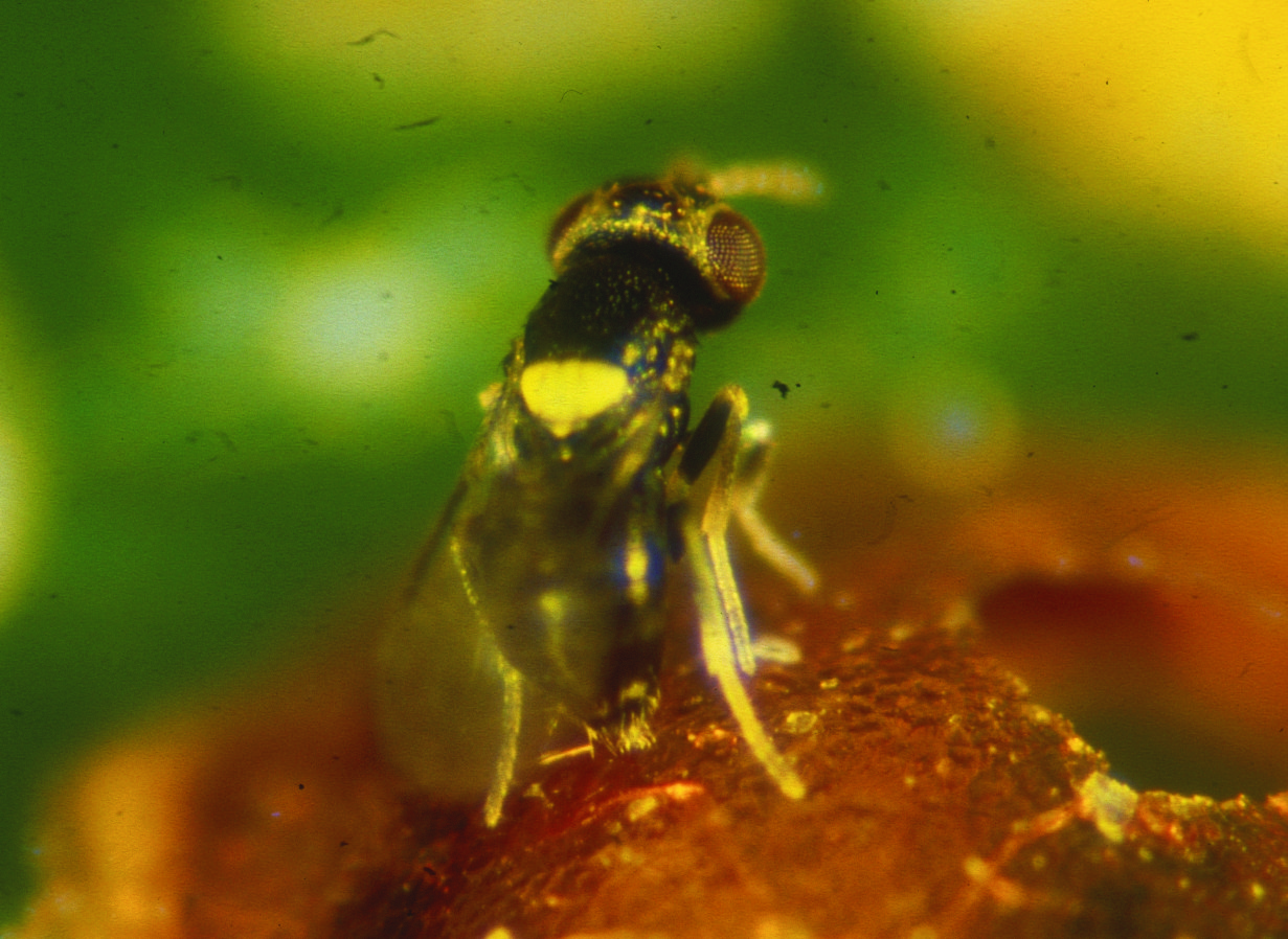 Nützlinge Coccophagus spp 25 Stück. online kaufen