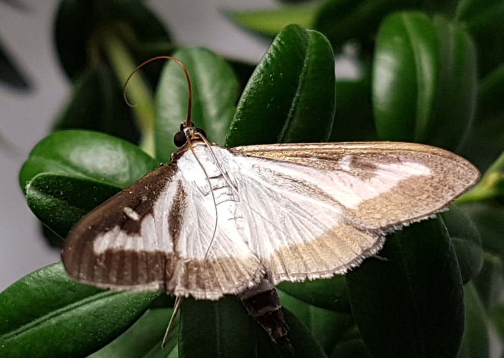 Buchsbaumzünsler Pheromon-Falle 